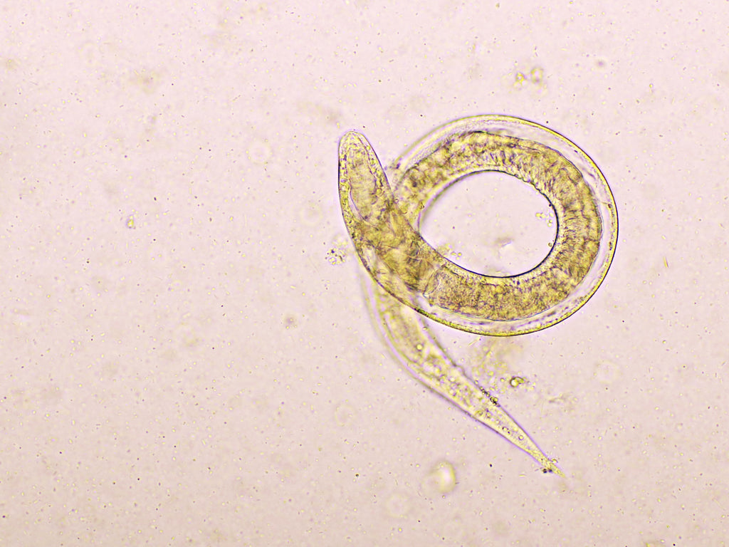 Kotanalyse Pferd - Professionelle Kotuntersuchung & Parasiten-Test