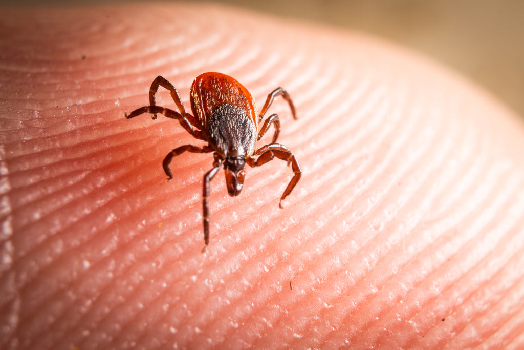 Zeckentest - Zecke auf Borreliose, FSME & Erreger testen lassen