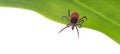 Zeckentest - Zecke auf Borreliose, FSME & Erreger testen lassen