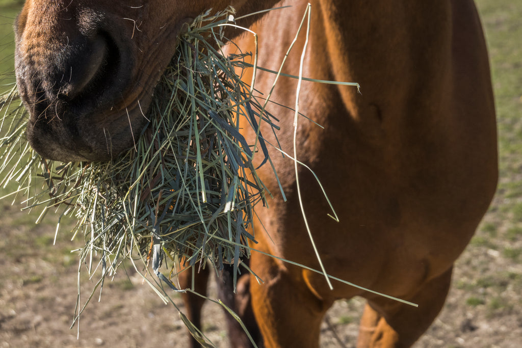 Futtermittel-Untersuchung Pferd - Heu, Silage & Tränkenwasser testen