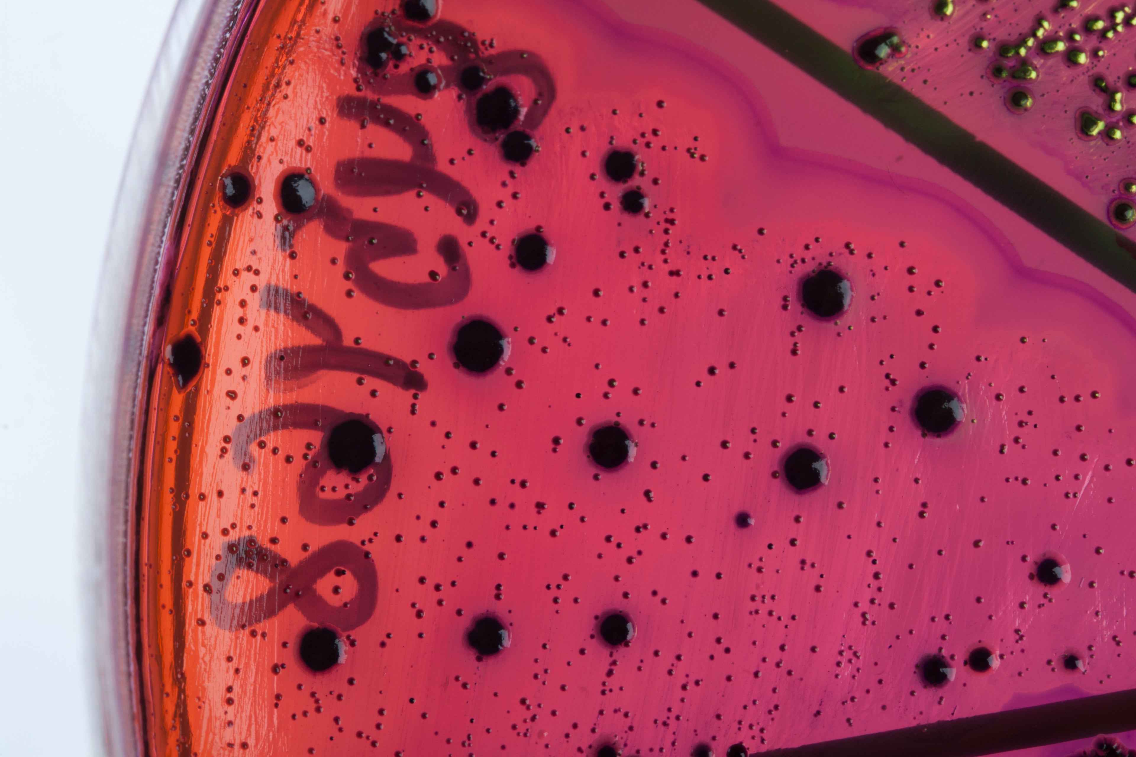 Futtermittel- und Tränkenwasser- Untersuchung